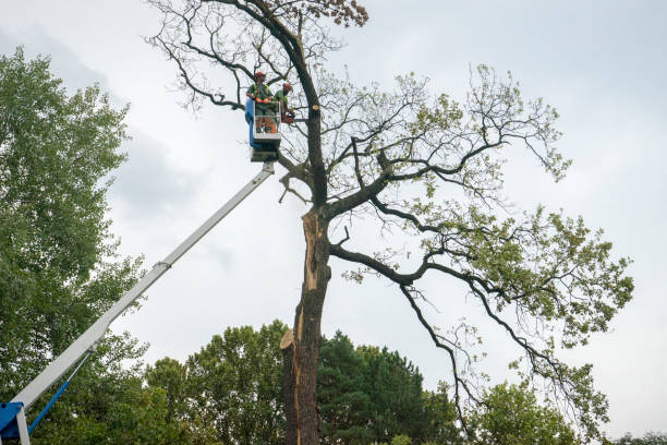 Tree and Shrub Care in Fergus Falls, MN